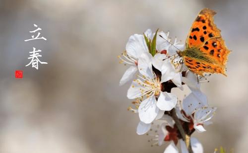 明年无春年是寡妇年吗,2019为什么称为寡妇年