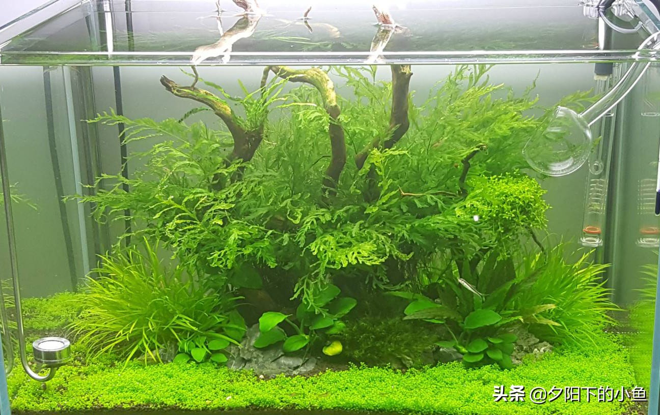 新手养水草臭了怎么办,新手养水草缸教学