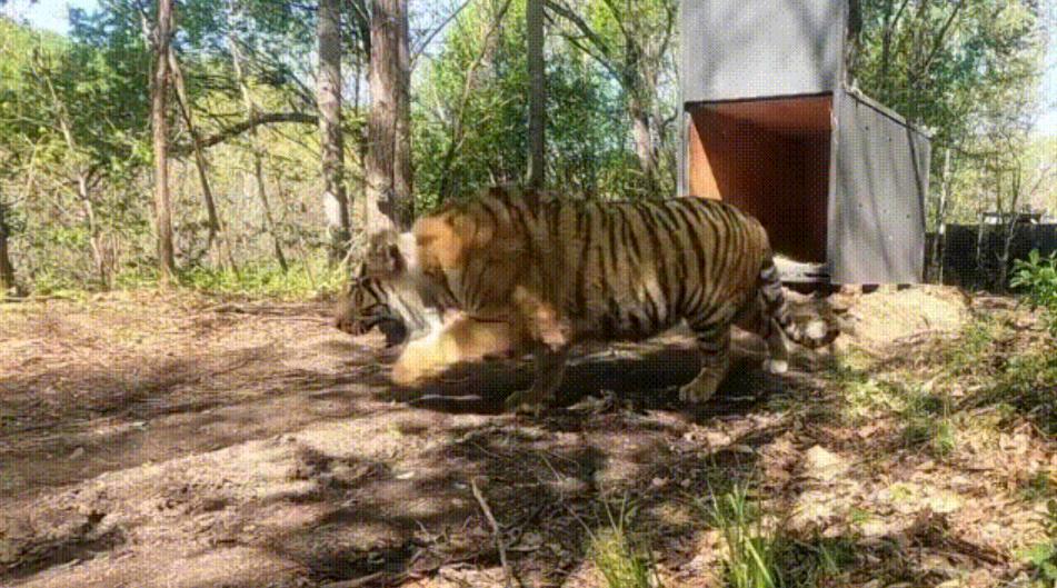 老虎完达山1号是圈养的吗,完达山1号属于壮年虎吗