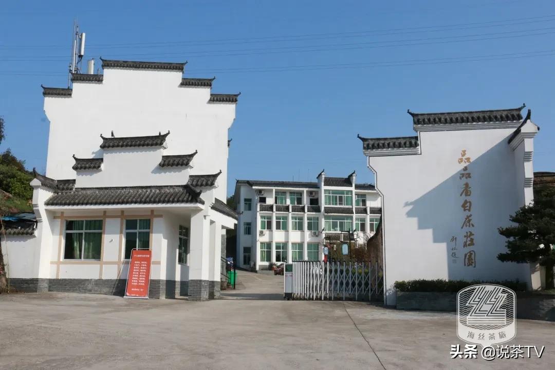 福鼎白茶还有“十不采”规定？让我们去河山有机茶园一探究竟