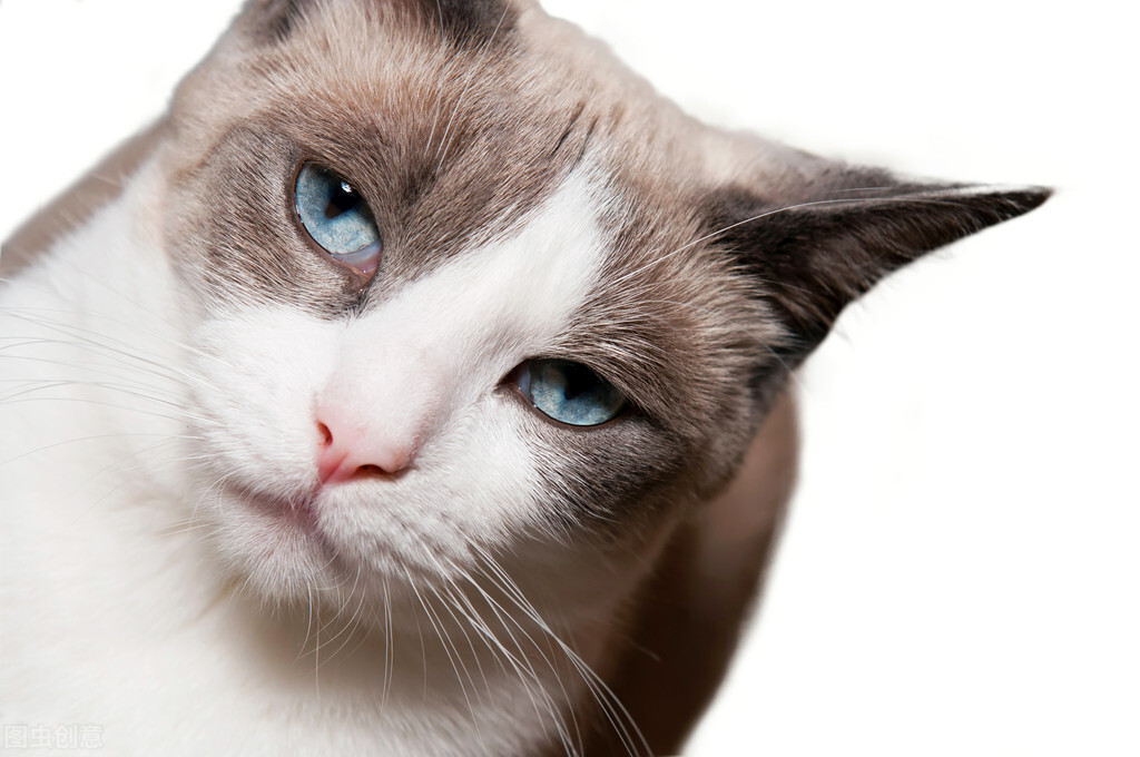 猫会报复性拉尿吗,猫为什么会乱拉便便乱叫
