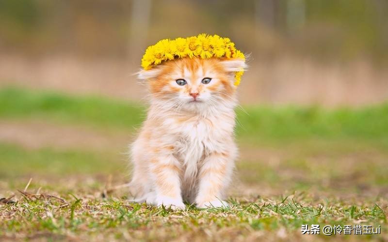 猫怎么预防弓形虫病,关于宝宝和猫猫弓形虫的困惑