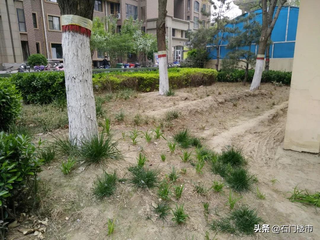 实地探访红盘交房后真实一面,解密热销红盘背后的生活理想