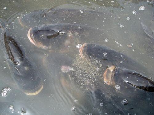 提高鱼病治疗效果的三个要领