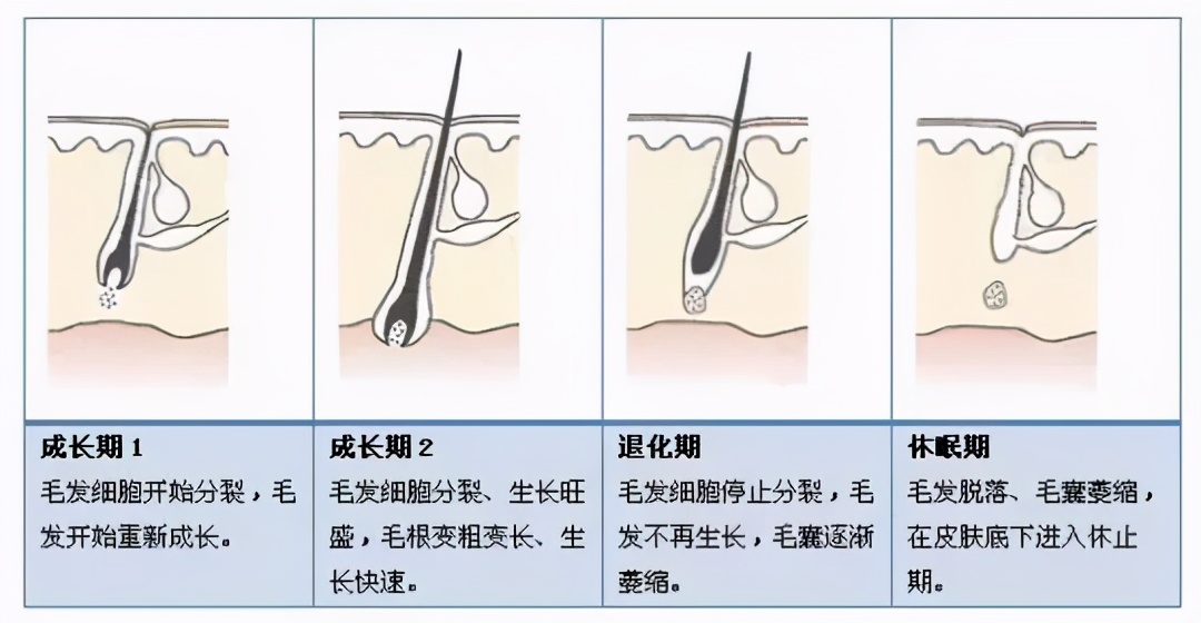 头发易断干枯什么原因,头发干枯易断脱发什么原因