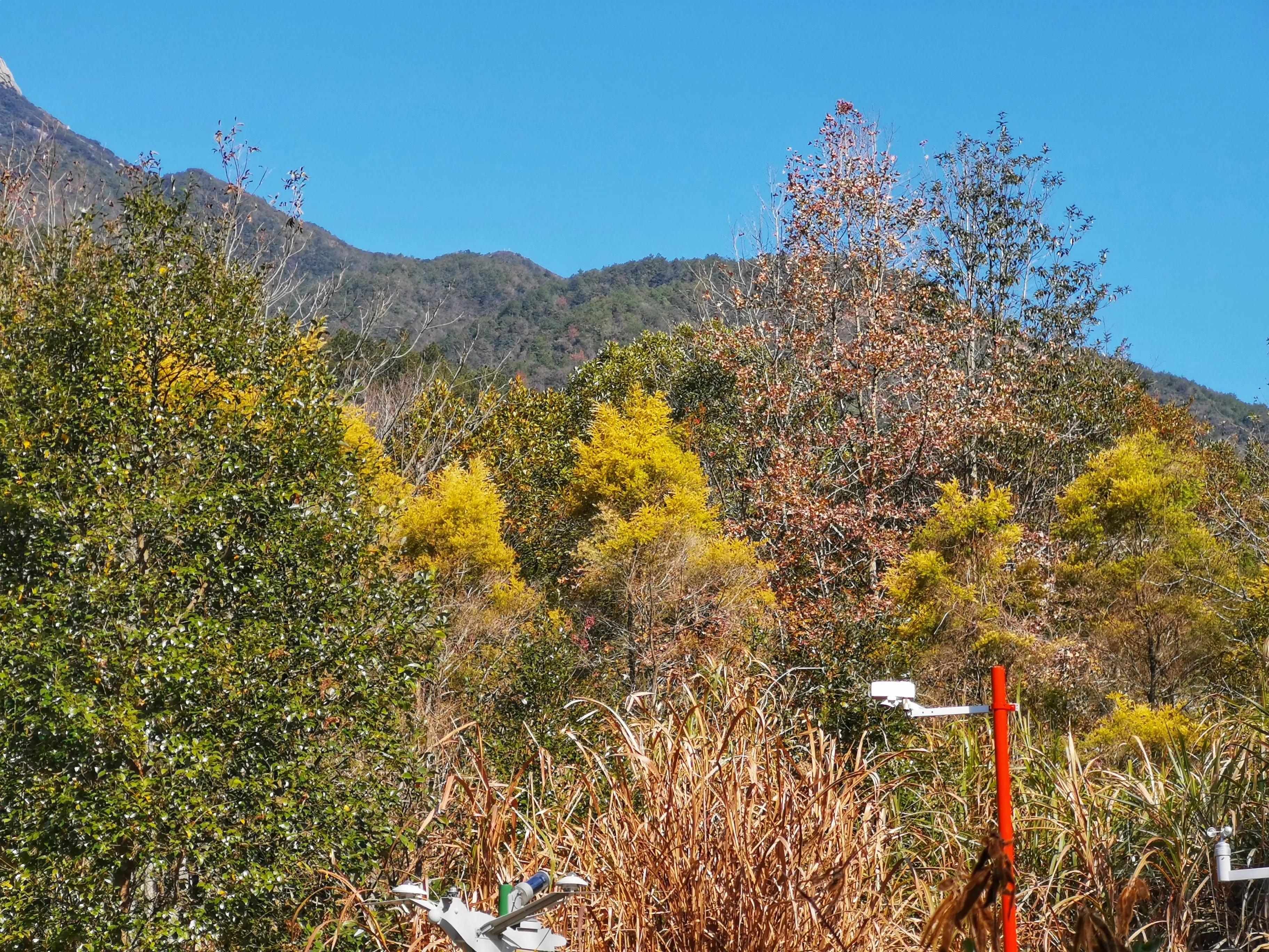 新丰云髻山,新丰云髻山枫叶红了吗