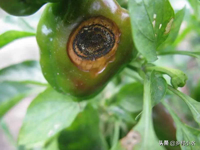 辣椒果实变黄病害图片与防治,辣椒果实病害起斑防治