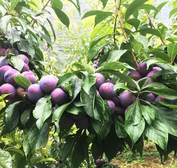 汶川最美紫宝石,汶川最美的紫宝石
