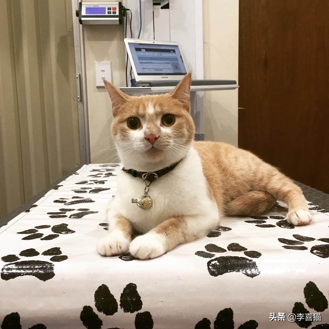 辟谣猫咪并非黑夜都能看得清,猫咪流泪跟猫粮有关吗