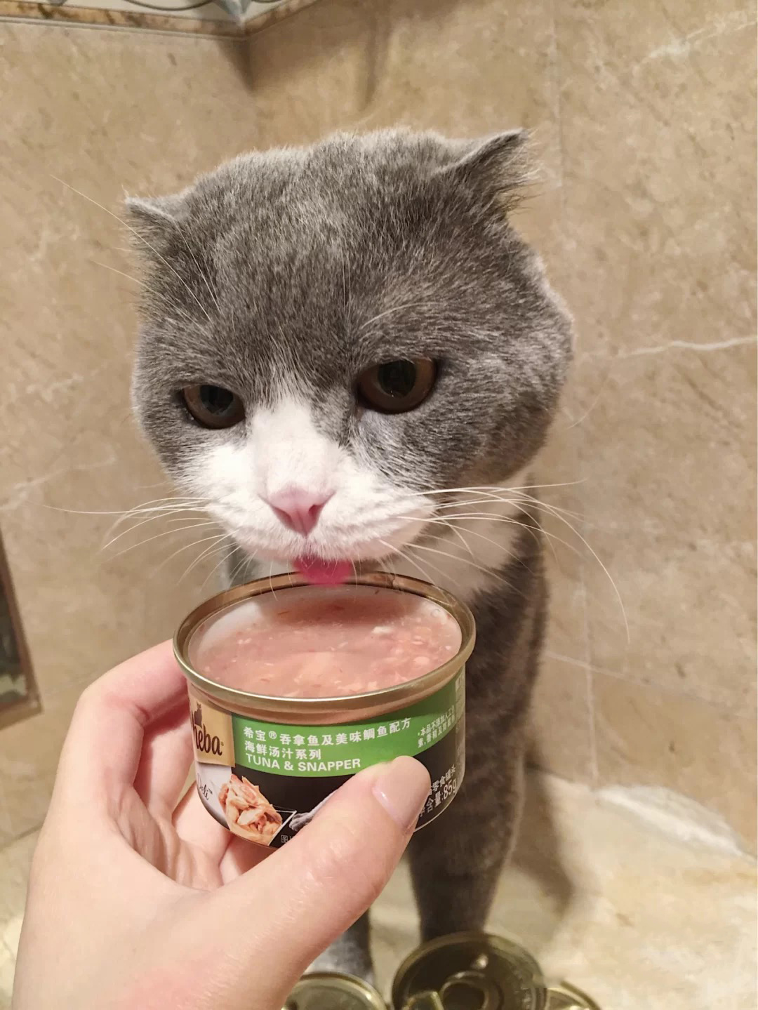 如何正确挑选猫粮以及猫罐头,新手铲屎官要怎么选择猫罐头