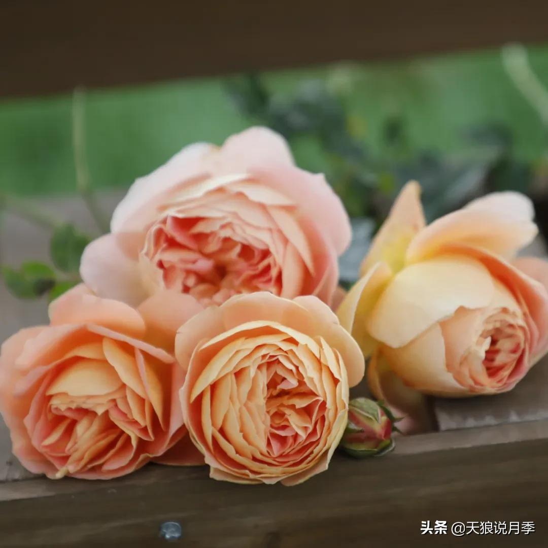 不容易，天狼自育终于打折了！空蒙只要50不到！