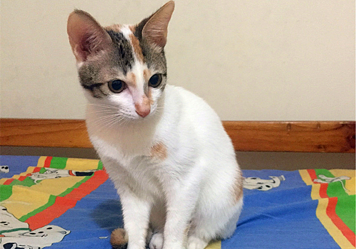 猫吃什么食物增肥最快,猫太瘦了怎么增肥最快