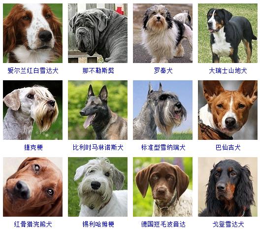 宠物狗品种大全大图片,宠物狗品种图片大全及名字大型