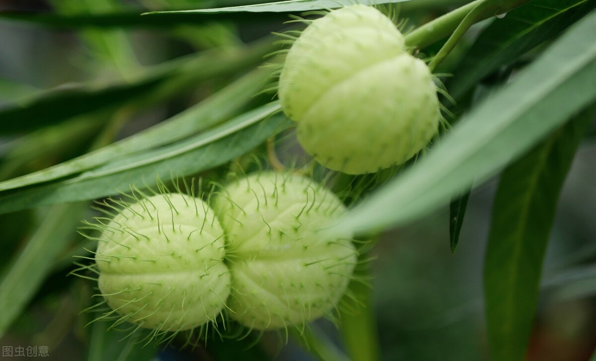 盆栽观果植物有哪些,观果植物具备哪些特征