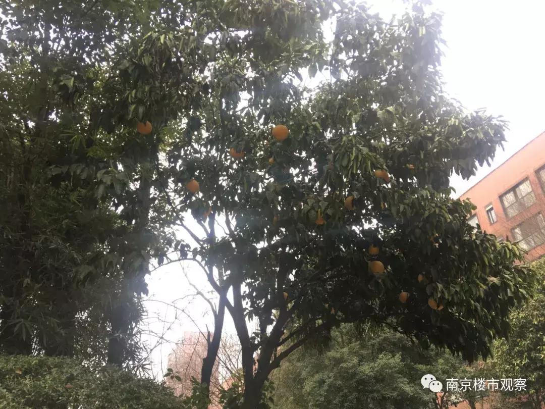 跌落神坛口碑下滑不冤不亏,跌落神坛的楼盘