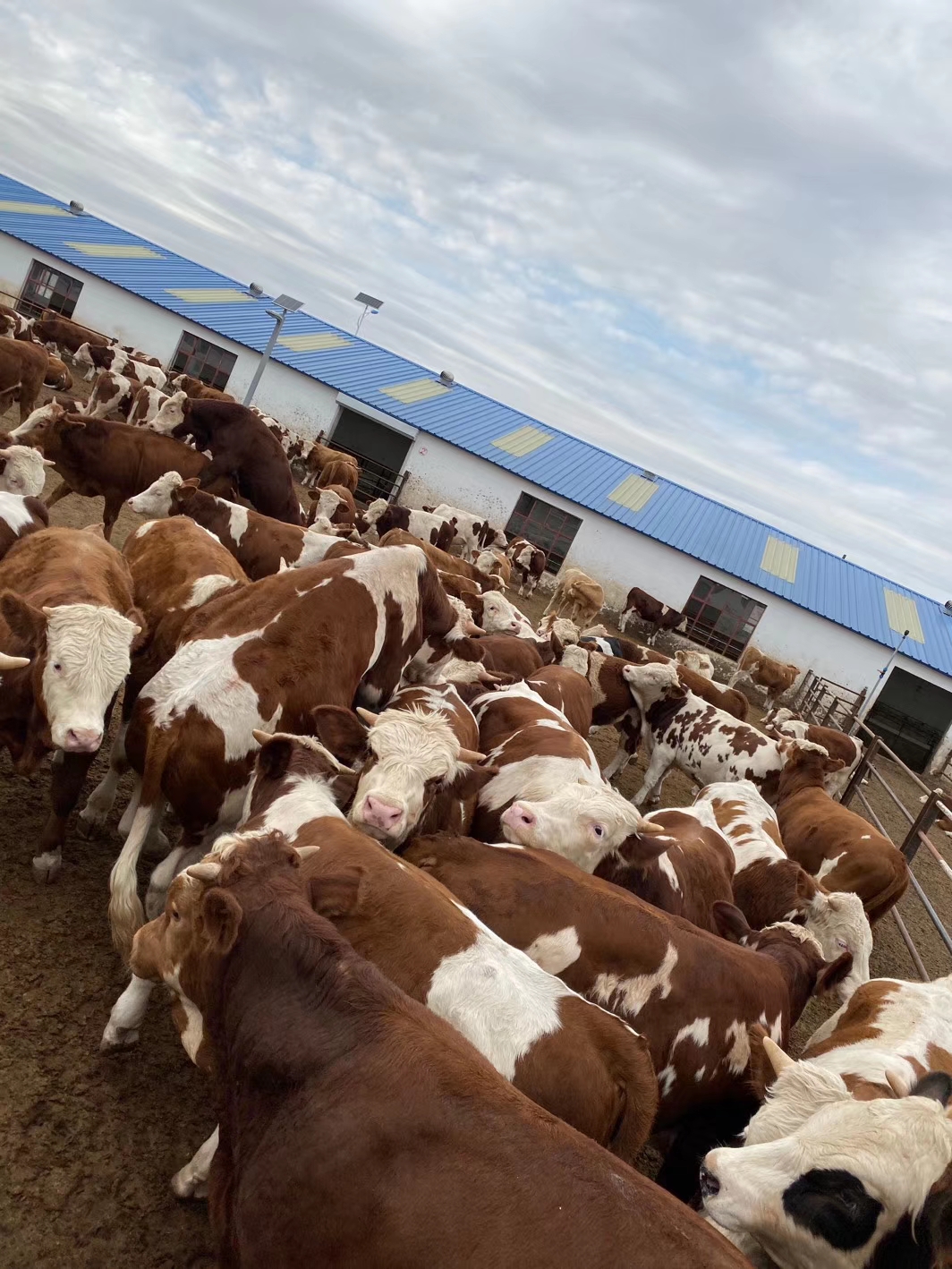 养牛形势怎样,养牛的趋势近几年会好吗