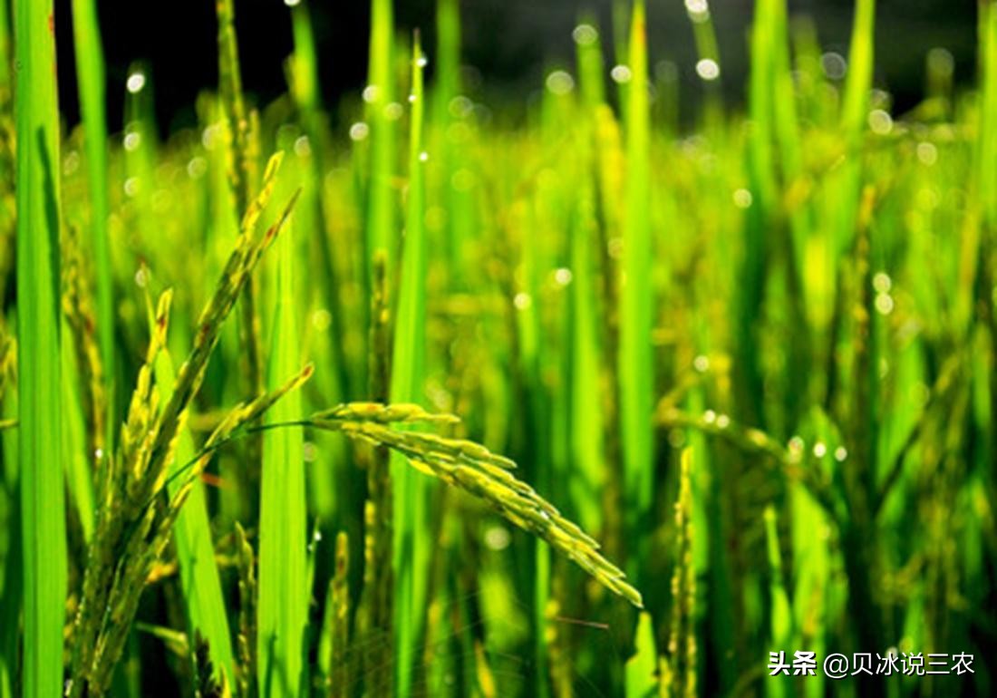 旱稻种植技术每亩用种量,旱稻种植技术和管理方法