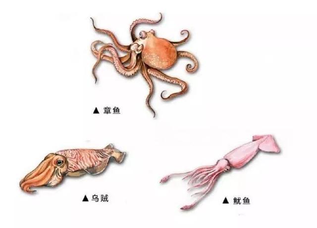 长得像章鱼的外星生物侵占地球,酷似外星人的海洋生物