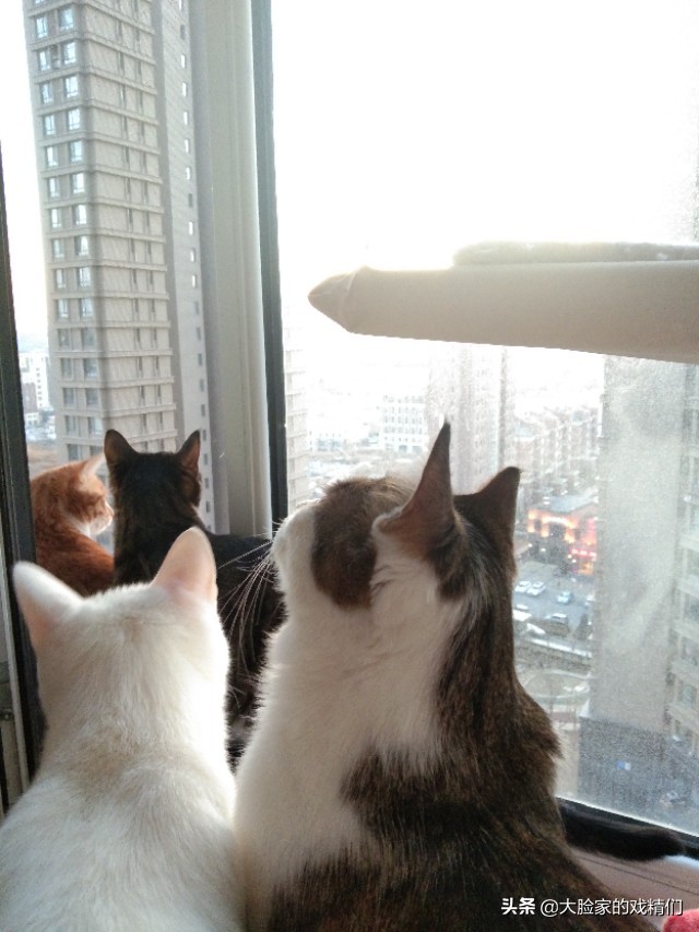 你这样的白橘猫，叫我怎能不爱？