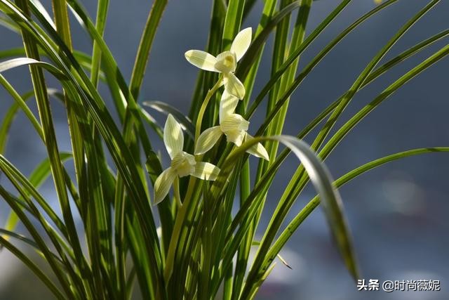 莲瓣兰有收藏价值吗,莲瓣兰12名品图解