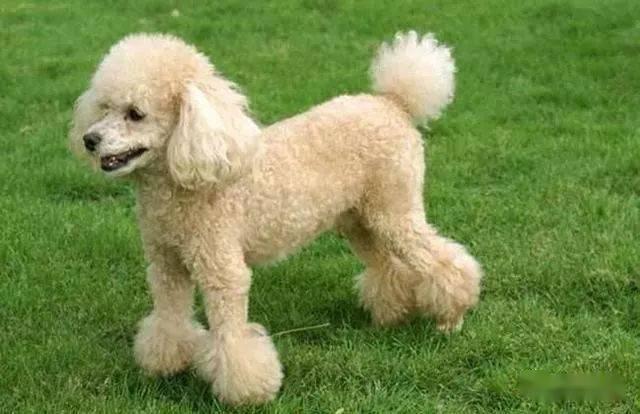 如何看贵宾犬是不是纯种,怎么看是不是纯种贵宾犬