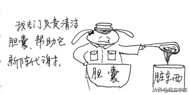 中医12经络挂图,漫画中医经络图典