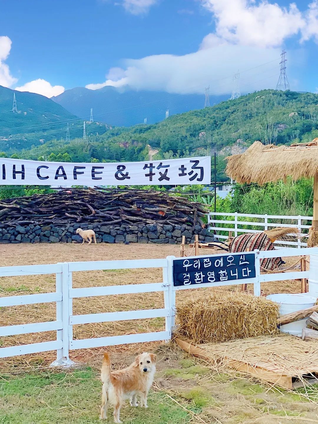 收藏！刷爆小红书的深圳济州岛绵羊牧场咖啡厅，256G都不够拍