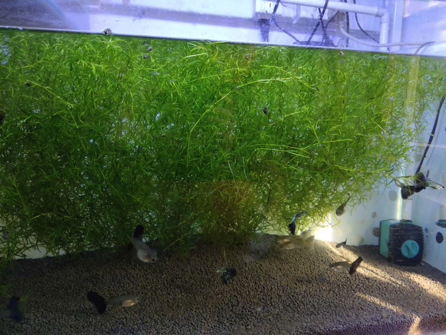 水草缸水草为什么发黄,为什么水草缸的水草发黑