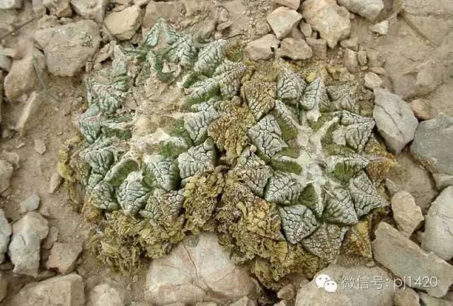 从根部怎么判断牡丹的年龄,富贵的牡丹长什么样