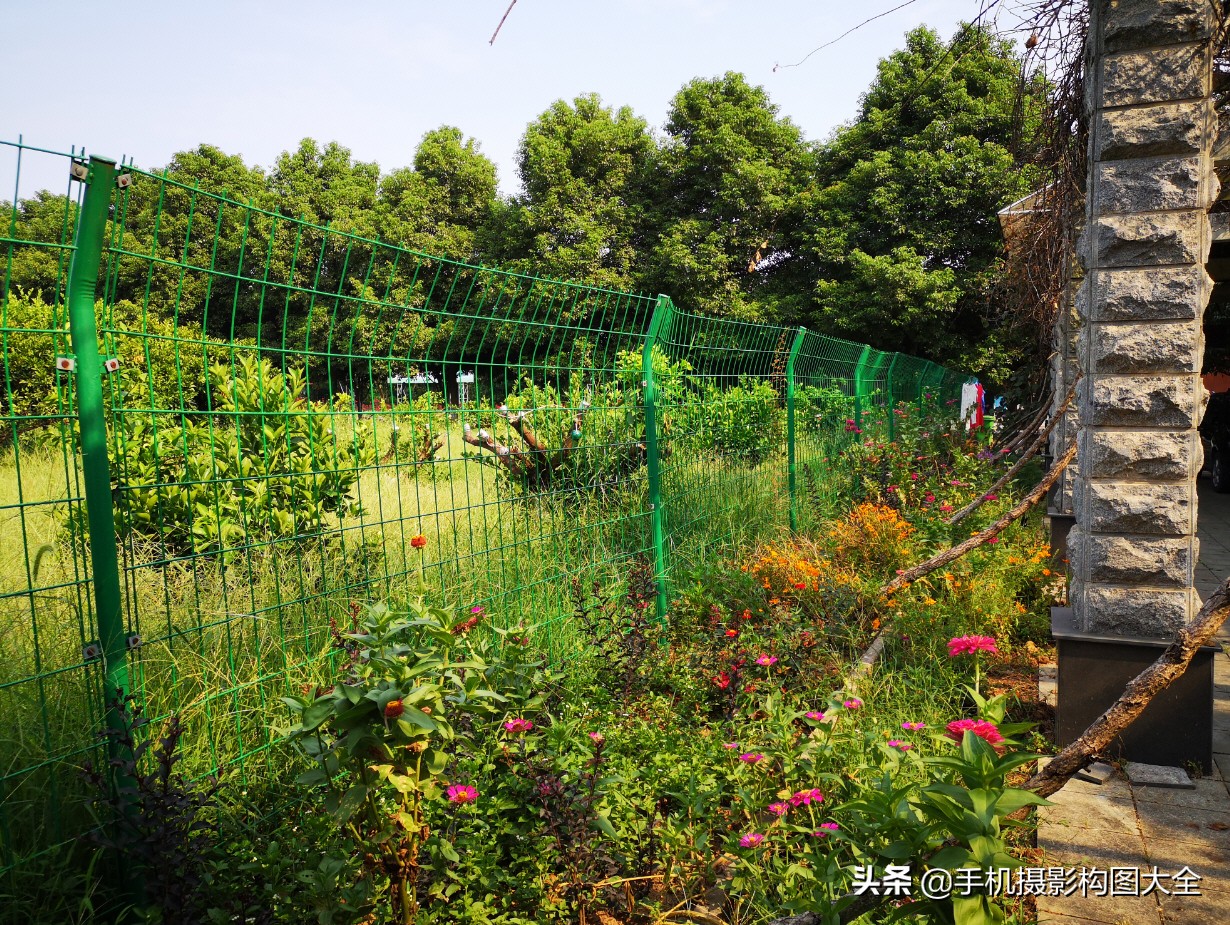 拍蝴蝶最大收获,拍蝴蝶技巧