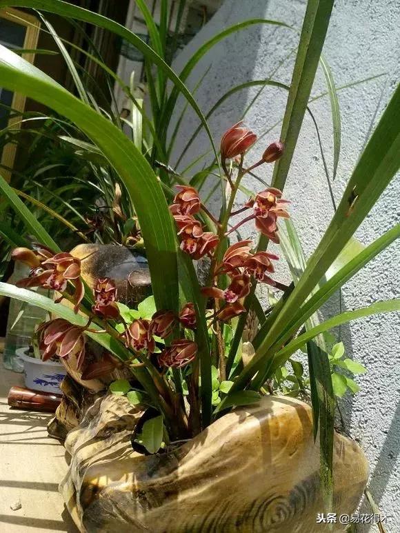 蜜蜂兰和兰花有什么不一样,极品兰花蜜蜂兰