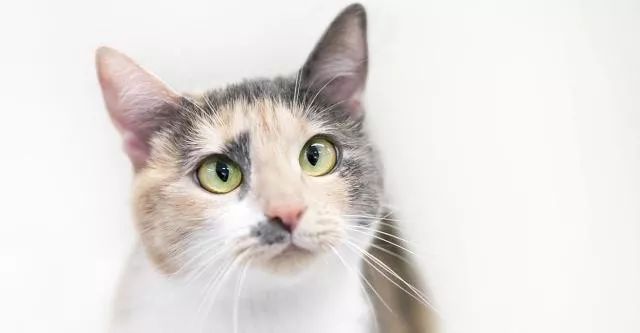 什么叫三花猫和橘猫,什么是三花猫