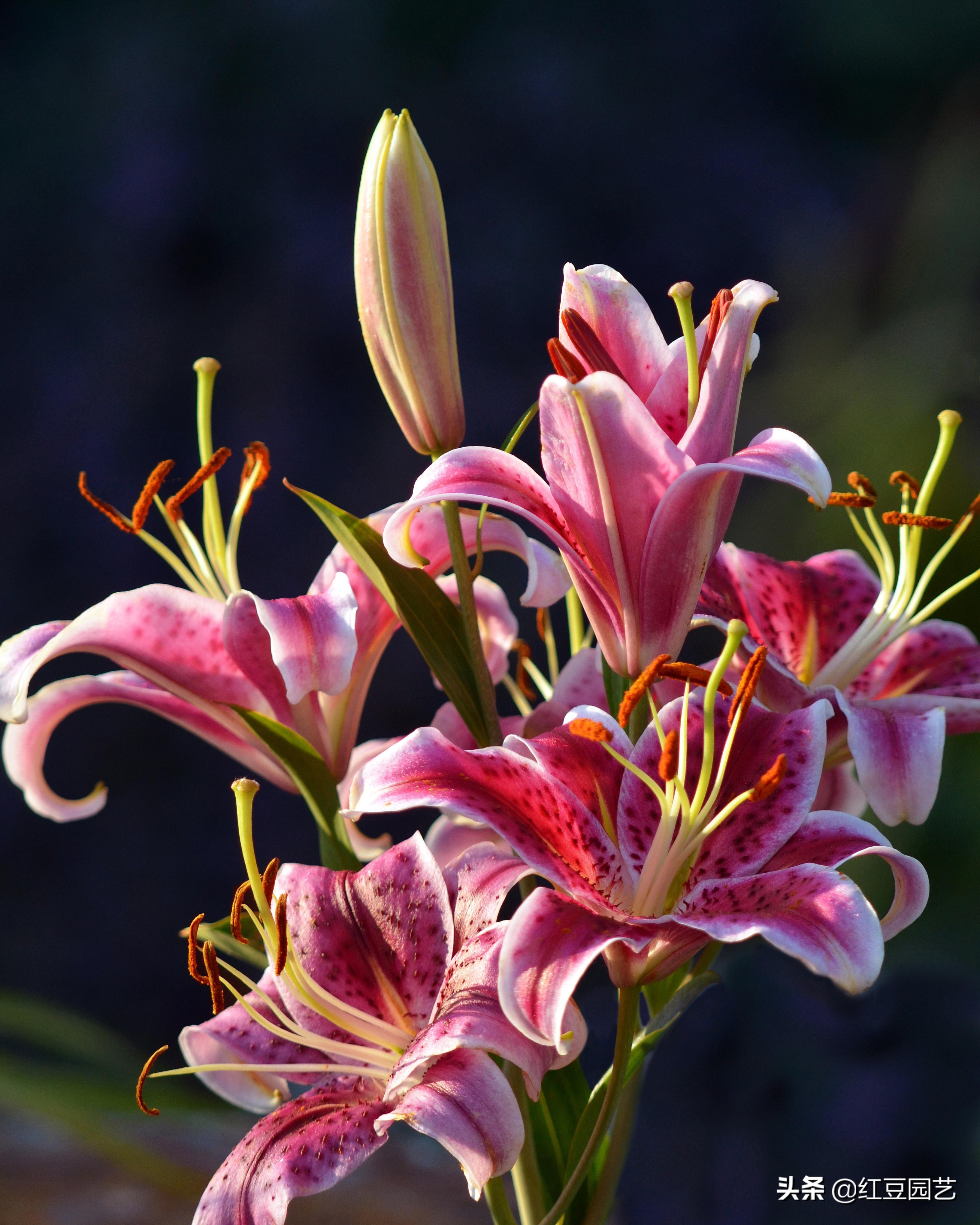 香水百合怎么养才第二次开花,香水百合怎么养才能开花