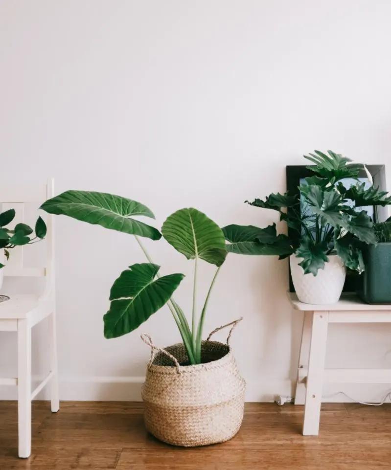 警惕生活中苯的“入侵”