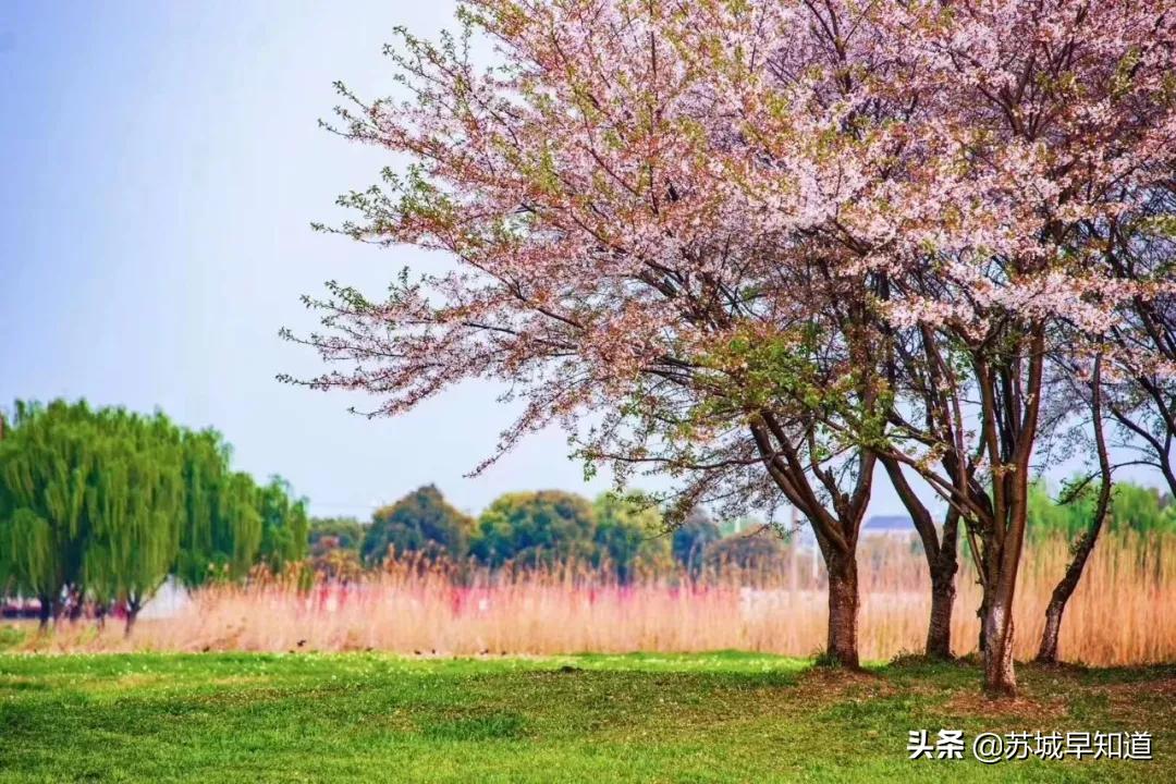 苏州体育馆免费开放,苏州市文化馆开馆时间