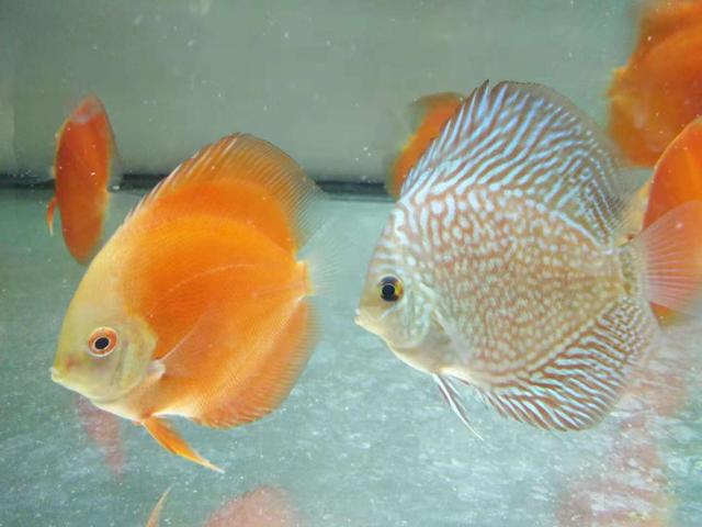 一米二上滤鱼缸怎么养,下滤鱼缸怎么清理