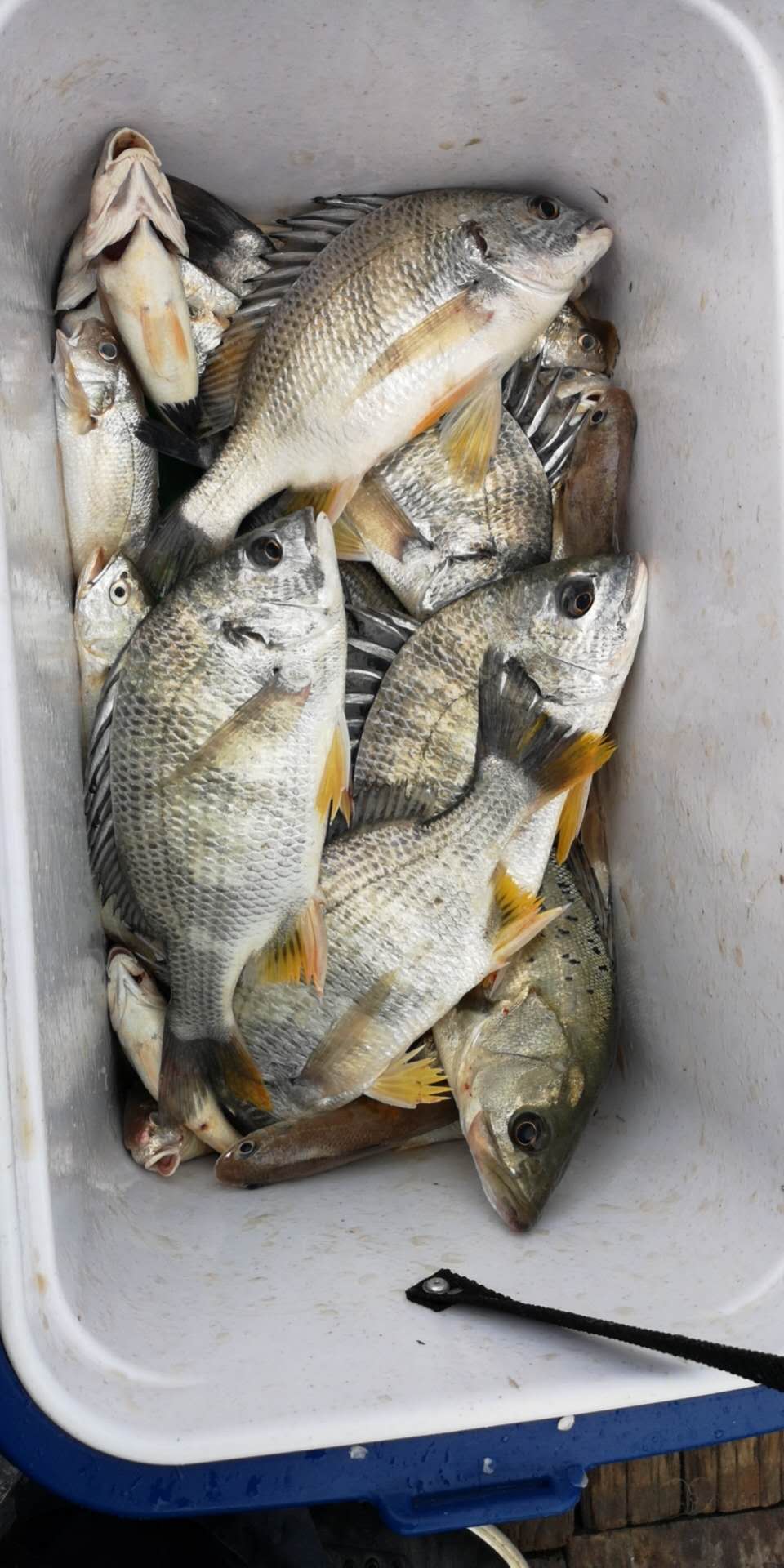 海钓的收获和感觉,海钓的动力有多大