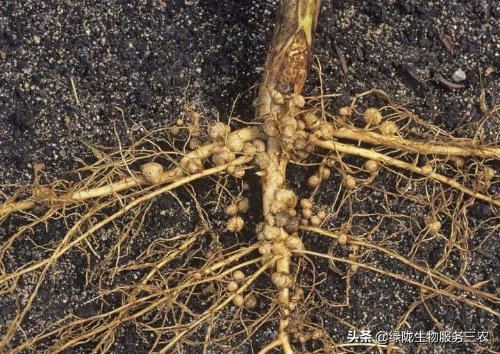 线虫侵袭作物，影响产品品质和产量，关于根结线虫，你了解多少？