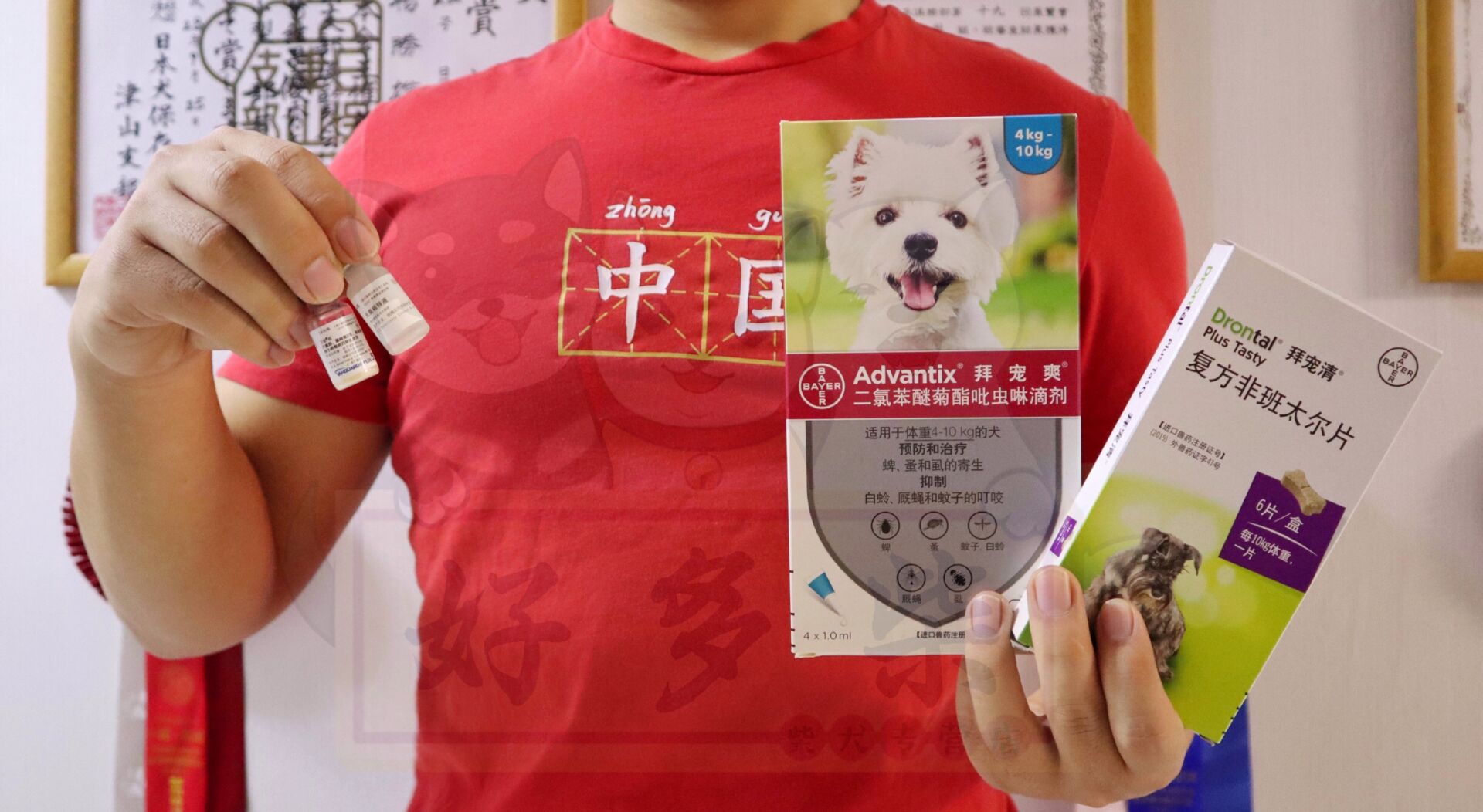 如何判断柴犬犬舍正规,犬舍柴犬靠谱吗