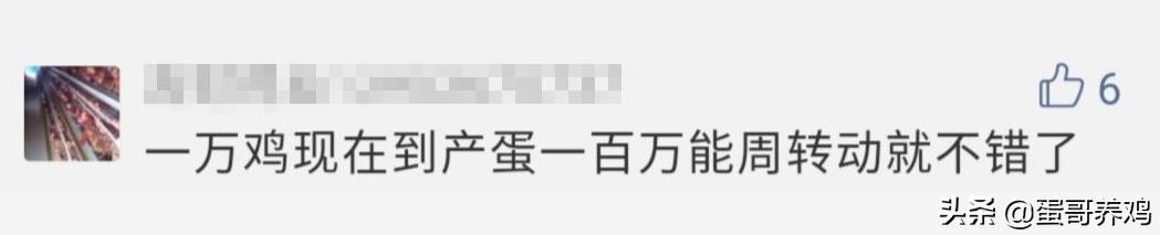 养10000只下蛋鸡一年收入,养1万只蛋鸡的利润
