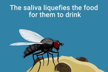 为什么苍蝇总是喜欢落在食物上,苍蝇落到身上有什么说法