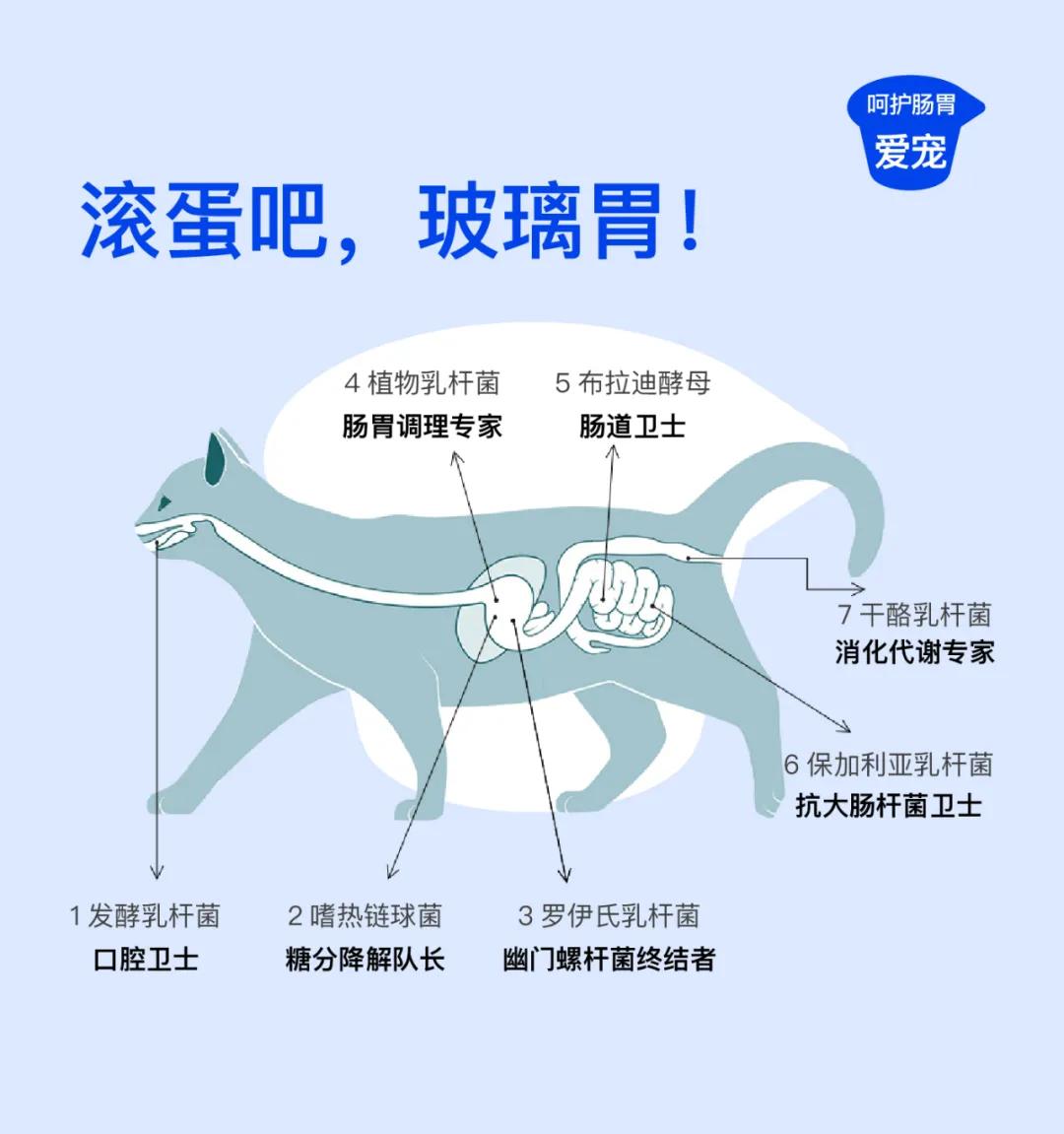 热销益生菌推荐,益生菌爆款第一