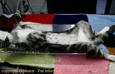 【母猫绝育】卵巢子宫切除术