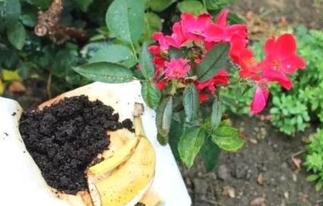 养花怎么养才能养根,养花先养根学一招就能撑爆盆