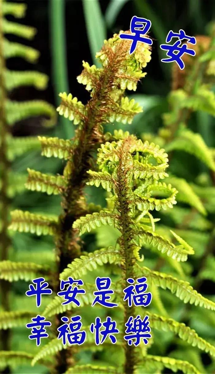 中老年表情包正能量,老年俗气表情包