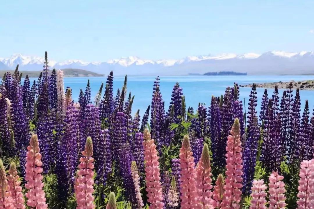 新西兰鲁冰花最新视频,新西兰野生鲁冰花