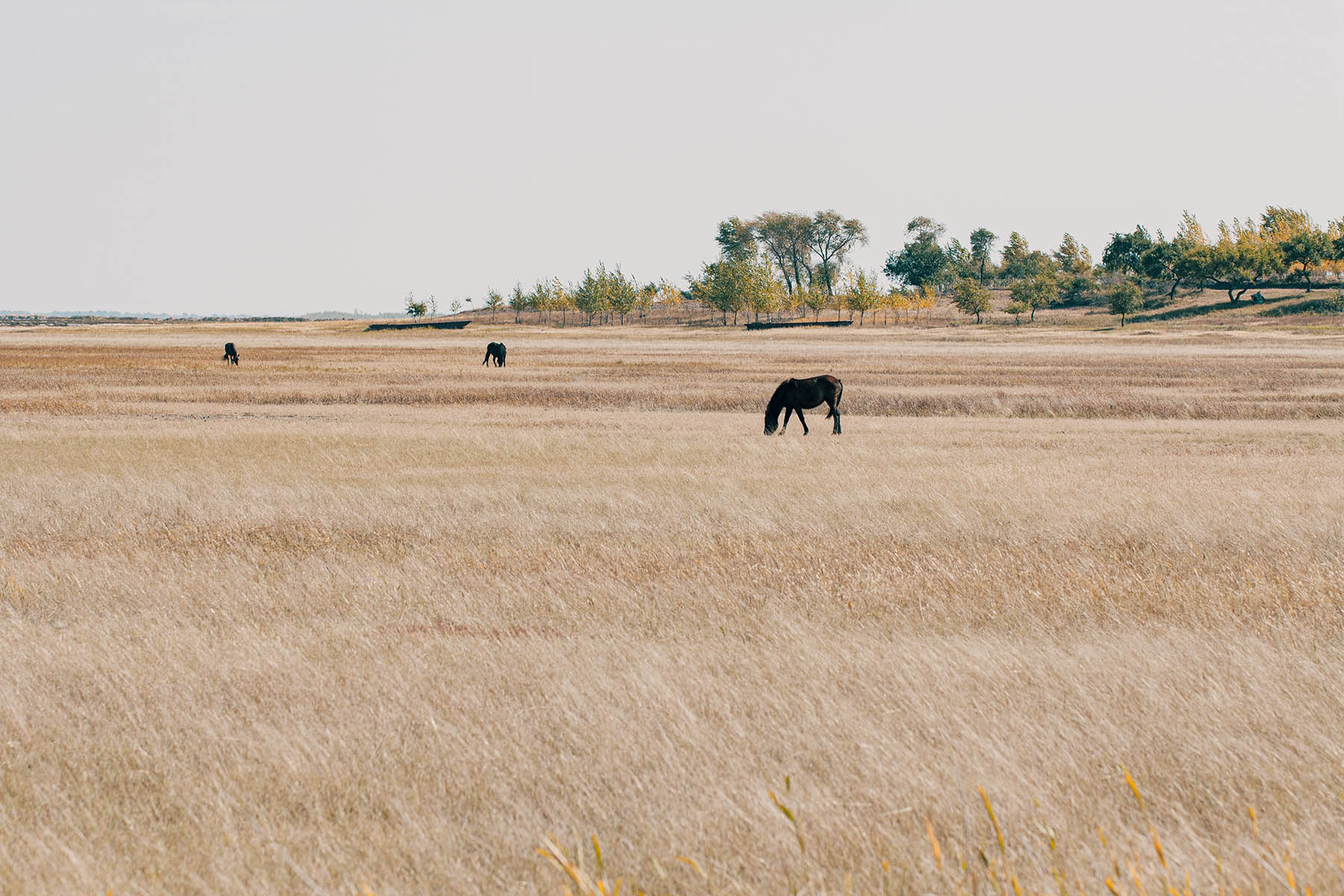 蔡司康泰时100-300长焦镜头,康泰时和佳能长焦镜头