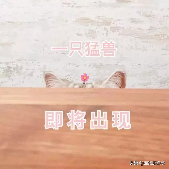 养了5年的猫居然让我丢掉,养了五年的猫很想把它扔了