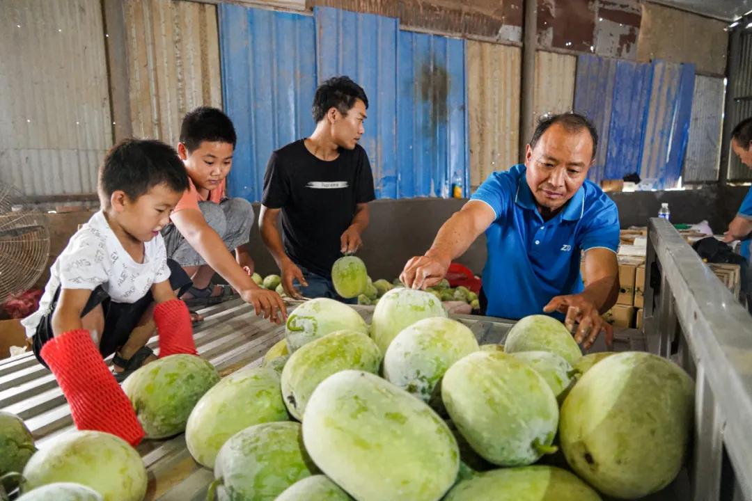 洋葱代购真的可以赚钱吗,洋葱10斤9.9元包邮