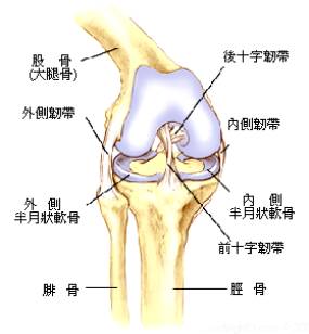 适合半月板损伤的减肥运动,半月板损伤戴护膝能运动吗